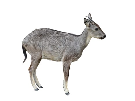 goral isolated on white background