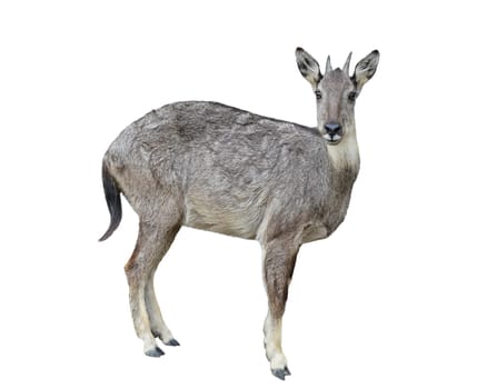 goral isolated on white background