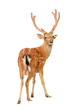 male sika deer isolated on white background
