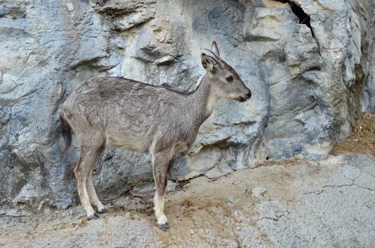 goral (Naemorhaedus griseus) standing on the rock