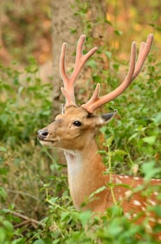 male sika deer in the forest