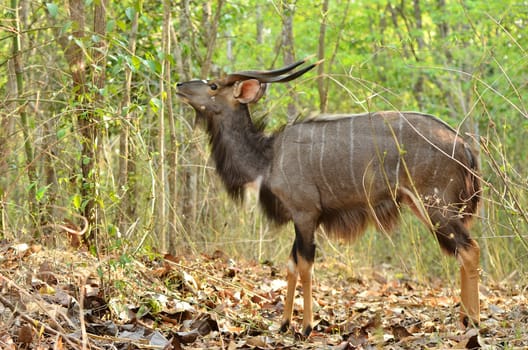 male nyala in the forest
