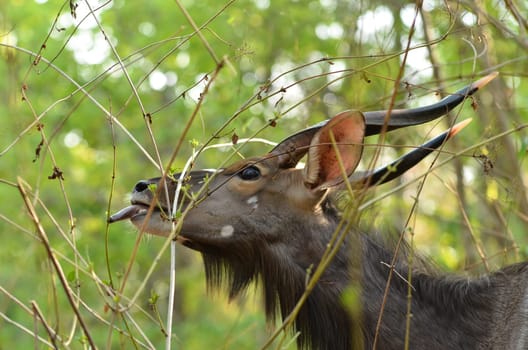 male nyala in the forest