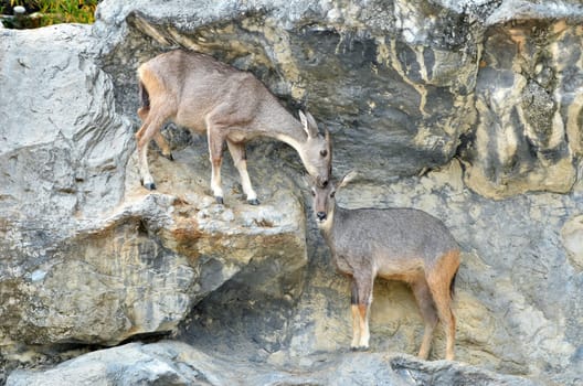goral (Naemorhaedus griseus) standing on the rock