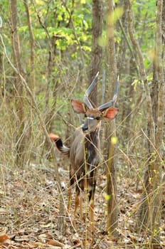 male nyala in the forest