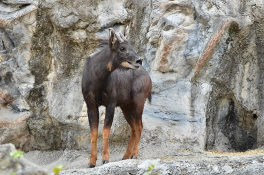 serow (Capricornis sumatraensis) stanging  on the rock