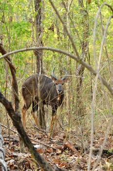 male nyala in the forest