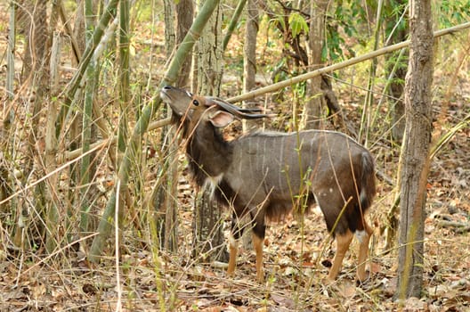 male nyala in the forest