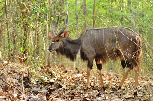 male nyala in the forest