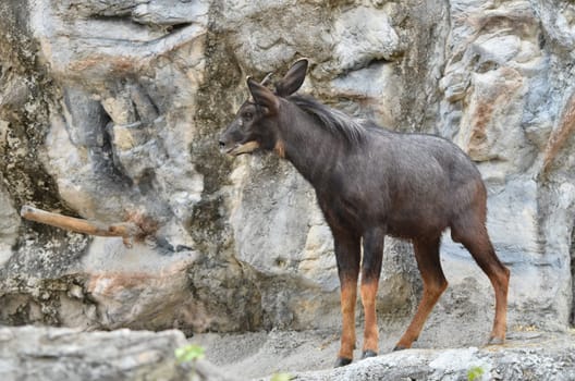 serow (Capricornis sumatraensis) stanging  on the rock