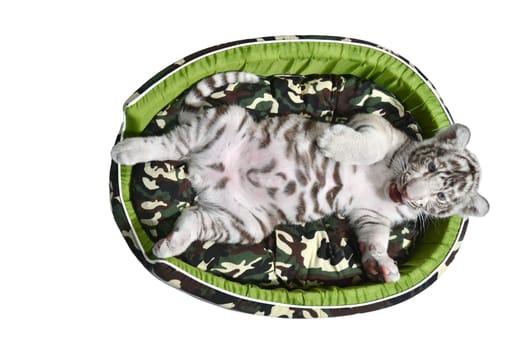 baby white tiger laying in a mattress isolated on white background
