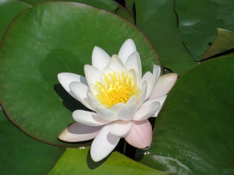 white water lily - Nymphaea