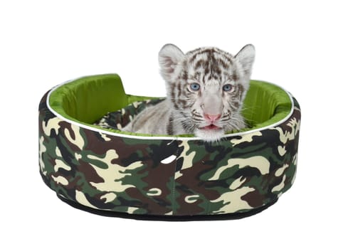 baby white tiger laying in a mattress isolated on white background