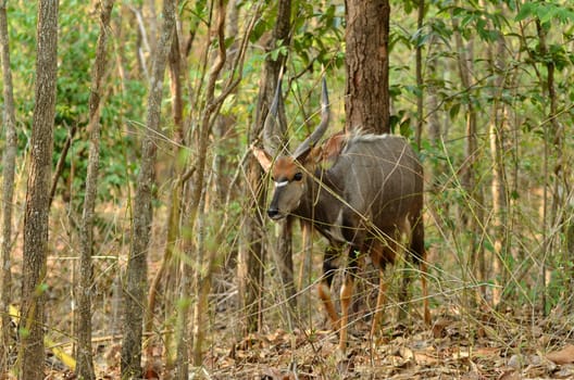 male nyala in the forest