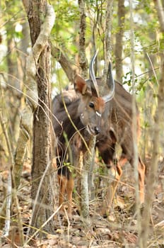 male nyala in the forest