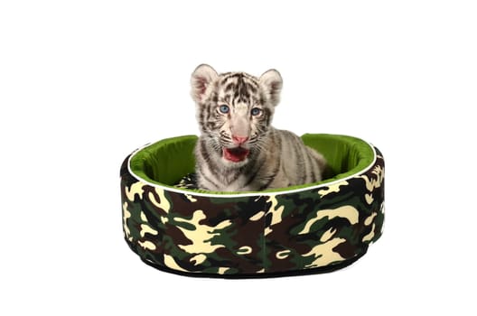 baby white tiger laying in a mattress isolated on white background