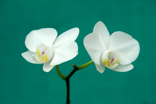 Twig of two white blooms, isolated on green background