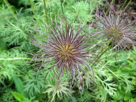 Fruit of a kitchen bell - Pulsatilla vulgaris