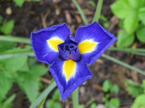 blue iris - Iris hollandica Blue Diamond