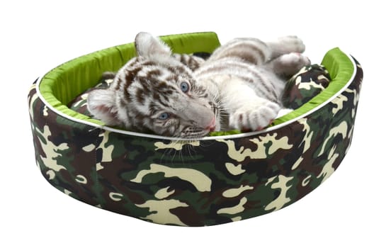 baby white tiger laying in a mattress isolated on white background