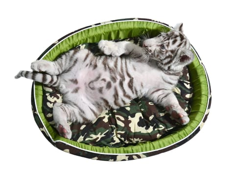 baby white tiger laying in a mattress isolated on white background