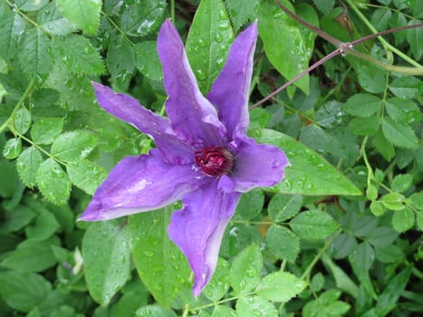 purple clematis