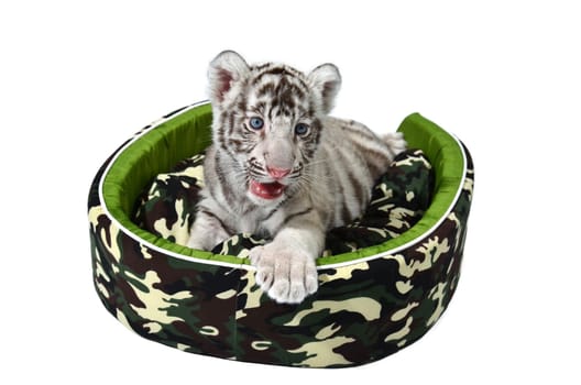 baby white tiger laying in a mattress isolated on white background