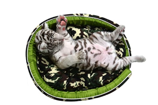 baby white tiger laying in a mattress isolated on white background