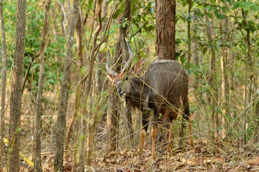 male nyala in the forest