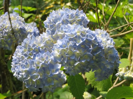 blue farmhouse hydrangea - Hydrangea macrophylla