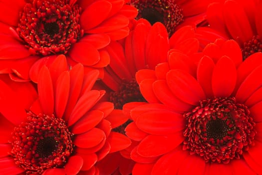 gerbera flowers
