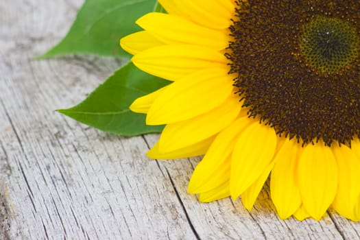 sunflower on old wooden background (Helianthus)
