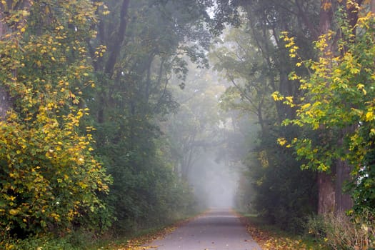 park road with fog in autumn