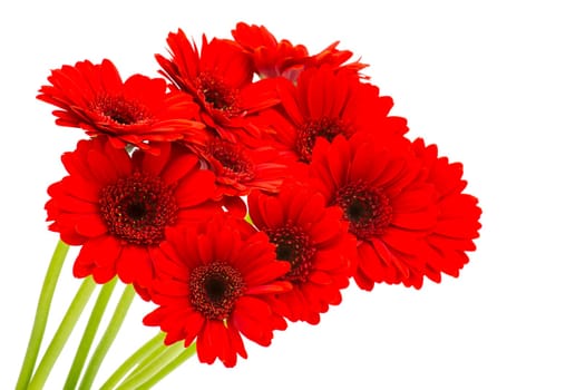 gerbera flowers