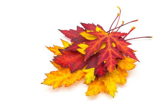 maple autumn leaves isolated on white