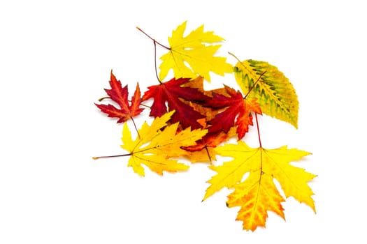 collection of colorful autumn leaves isolated on white background
