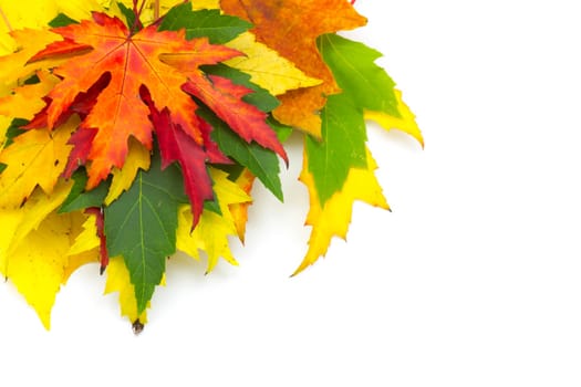 maple autumn leaves