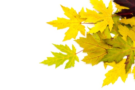 autumn maple leaves