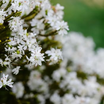 Flowering hedge