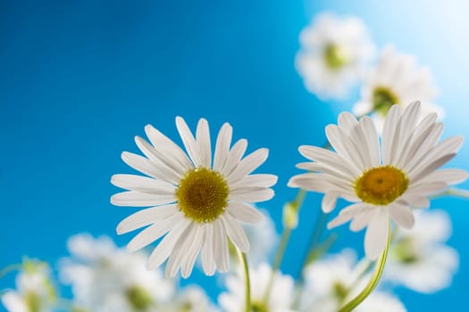 Margarita flowers