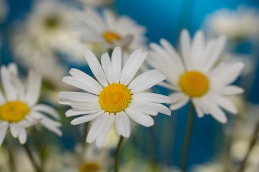 Margarita flowers