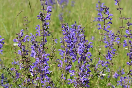 Meadow sage
