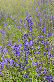 Meadow sage