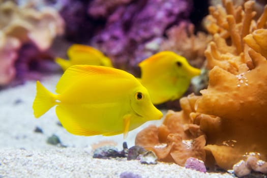 yellow tang fish Zebrasoma flavesenes on artificial reef