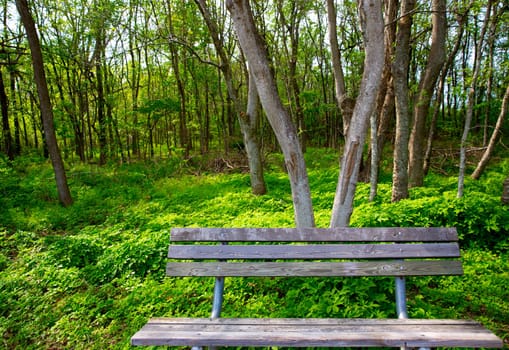 Lonely weathered bench at the jungle forest park outdoor in Texas