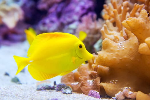 yellow tang fish Zebrasoma flavesenes on artificial reef