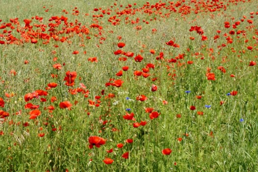 Stark rot leuchtende Mohnblüten und Kornblumen am Rand eines Feldes, inmitten von Gras.