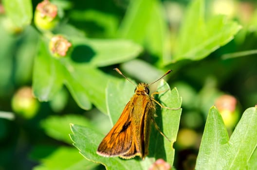butterfly with wings closed resting on a leaf