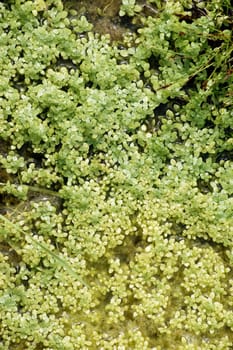 Die Nahaufnahme von Wasserlinsen in einem Gartenteich