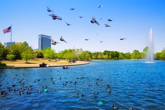 Houston Mc govern lake with doves spring water and green grass in Texas